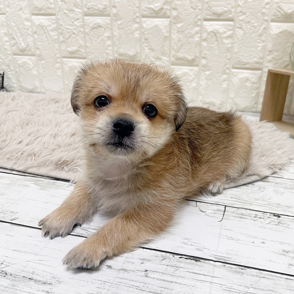 岡山県のハーフ犬・ミックス犬 (犬の家＆猫の里岡山店/2026年2月22日生まれ/男の子/ブラウン)の子犬の2枚目の画像