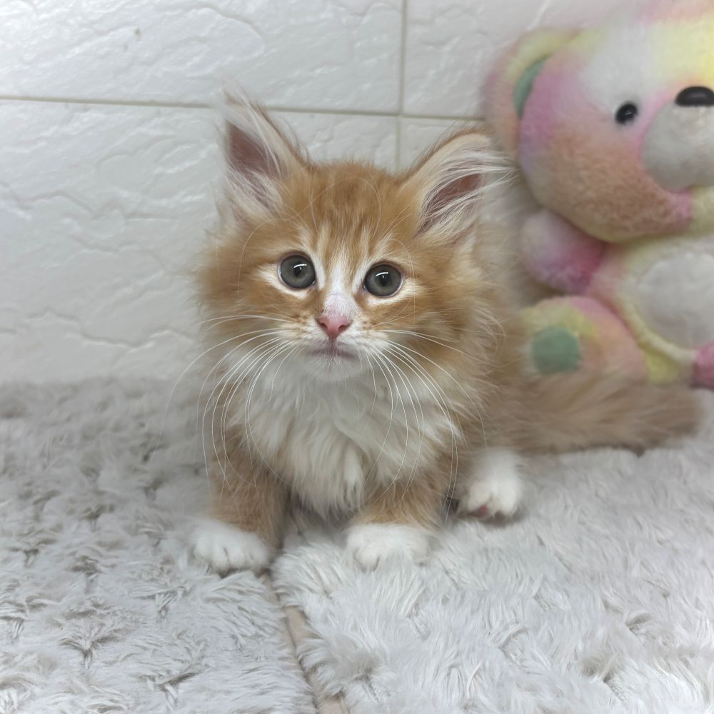 ノルウェージャンフォレストキャット女の子の写真