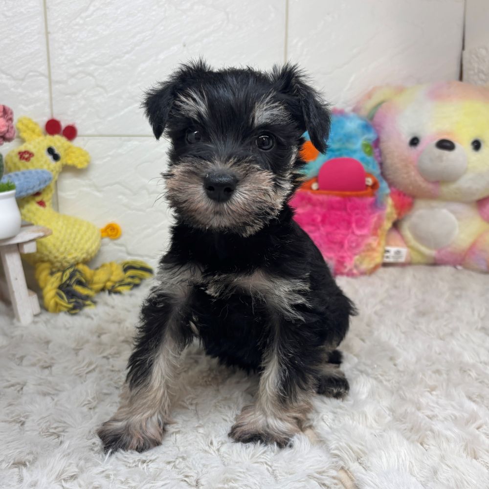 兵庫県のミニチュアシュナウザー (犬の家＆猫の里ゆめタウン姫路店/2026年2月21日生まれ/女の子/ブラックシルバー)の子犬の2枚目の画像