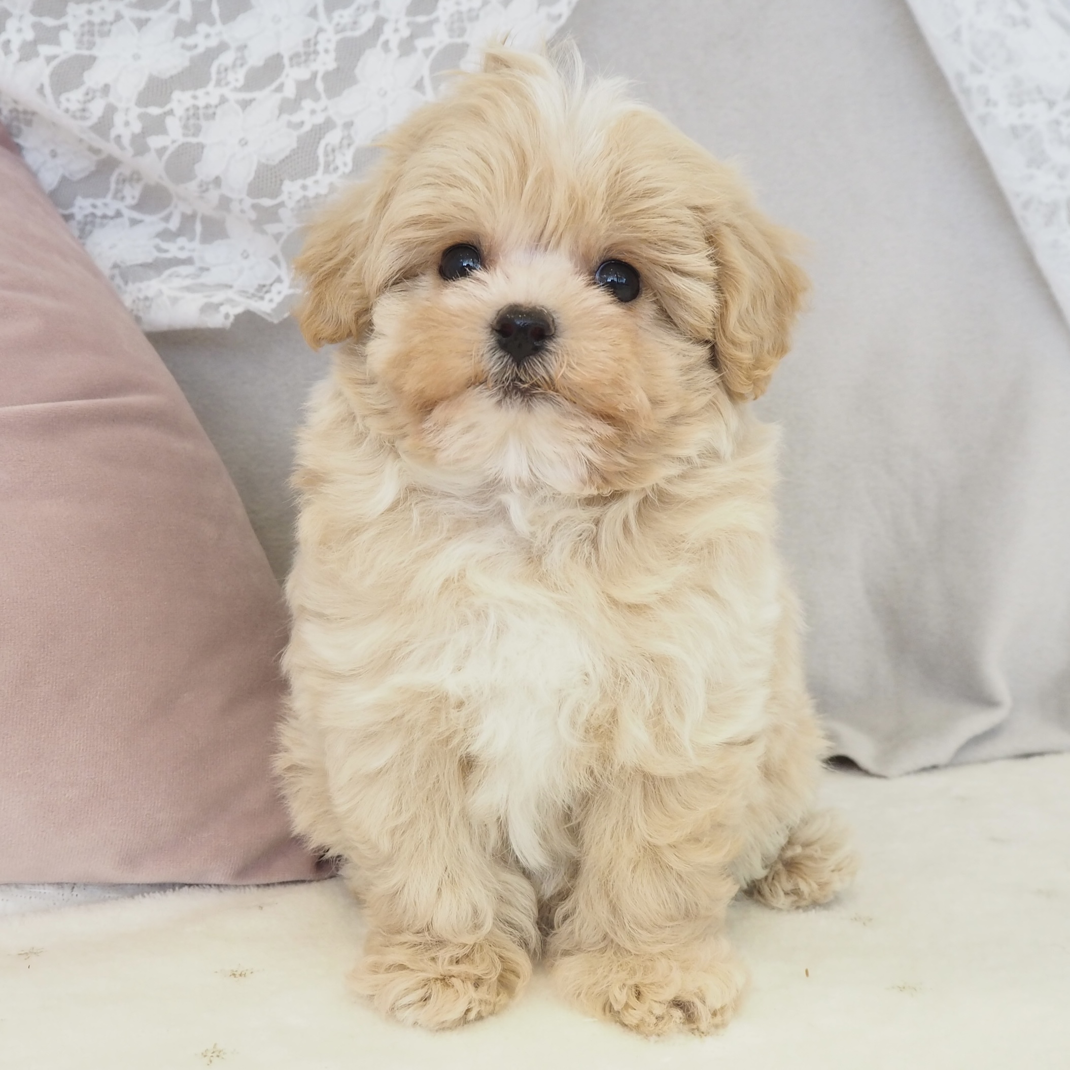 大阪府のポメプー(ポメラニアン×プードル) (犬の家＆猫の里もりのみやキューズモールBASE店/2026年2月19日生まれ/女の子/クリーム)の子犬の1枚目の画像