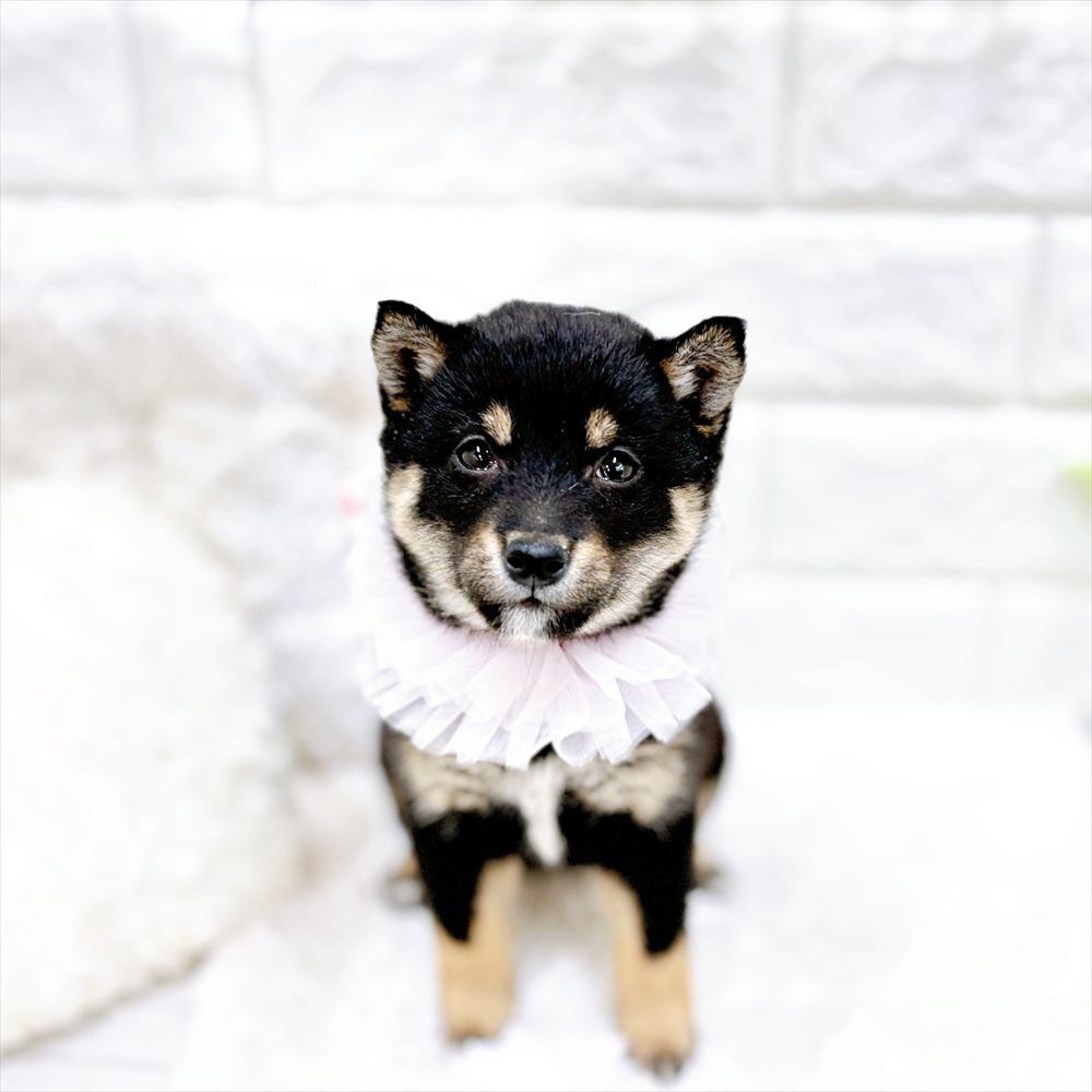 福井県の豆柴 (犬の家＆猫の里アミーゴ福井店/2026年2月22日生まれ/女の子/黒)の子犬の1枚目の画像