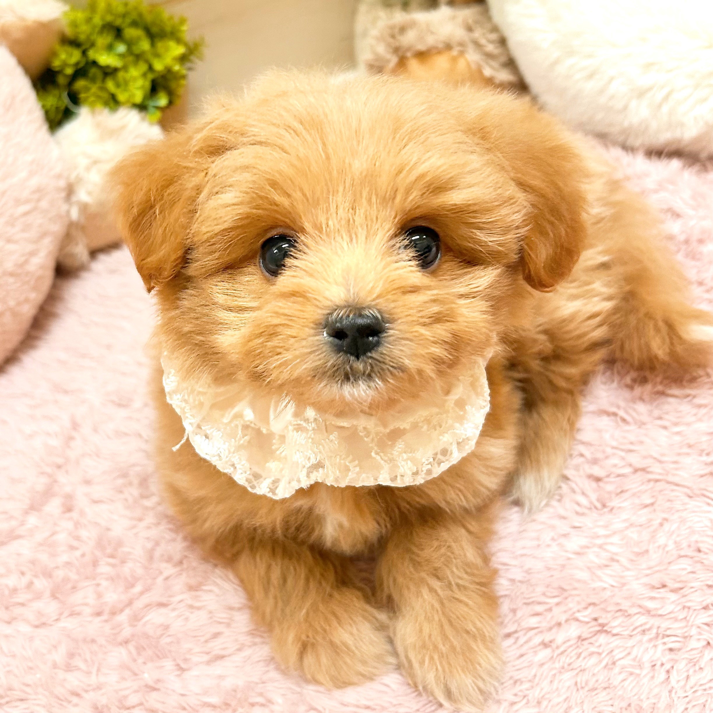 兵庫県のポメプー(ポメラニアン×プードル) (犬の家＆猫の里神戸店/2026年2月20日生まれ/女の子/クリーム)の子犬