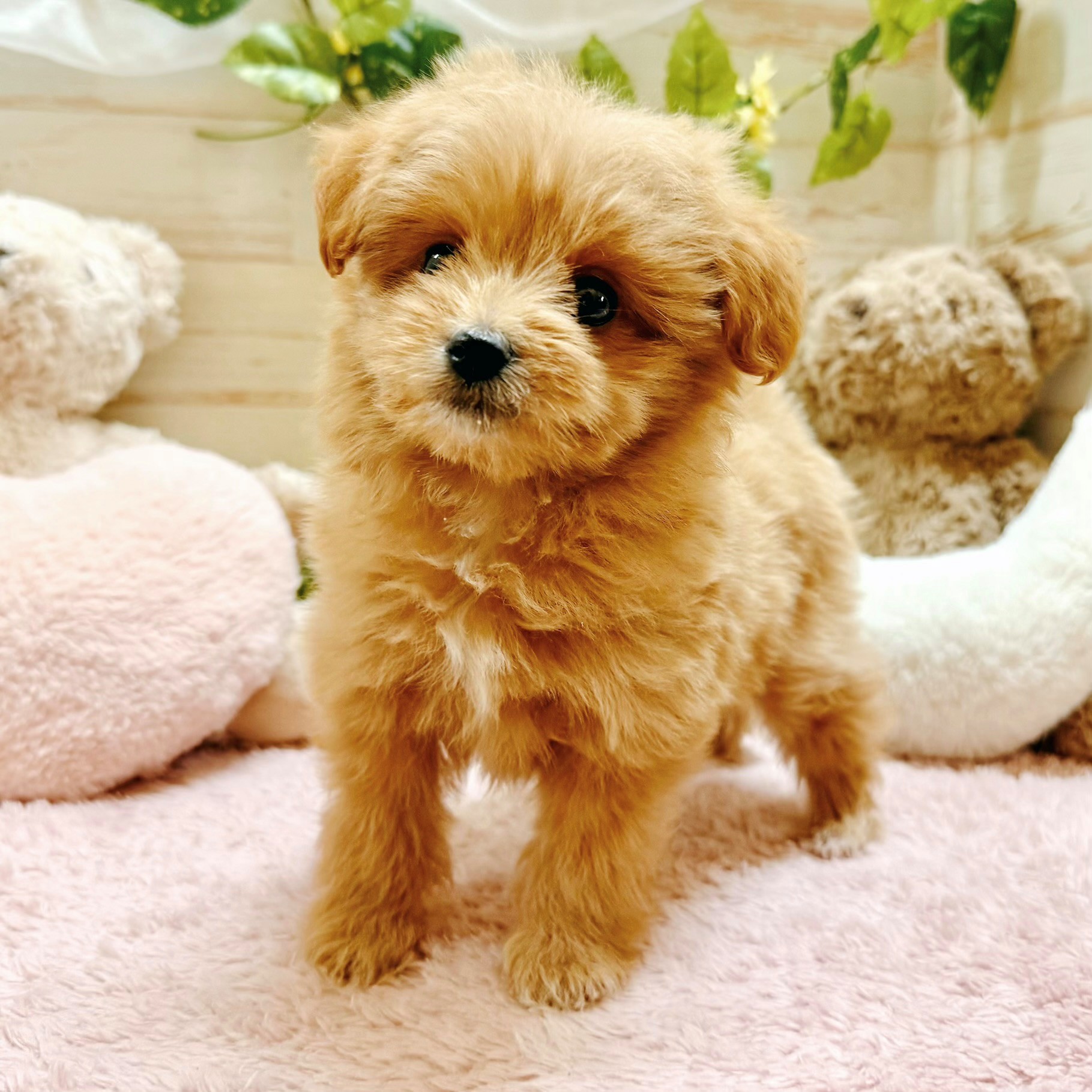 兵庫県のポメプー(ポメラニアン×プードル) (犬の家＆猫の里神戸店/2026年2月20日生まれ/女の子/クリーム)の子犬の2枚目の画像