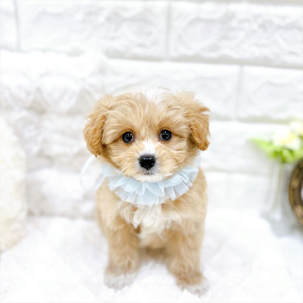 福井県のポメプー(ポメラニアン×プードル) (犬の家＆猫の里アミーゴ福井店/2026年2月20日生まれ/男の子/クリームホワイト)の子犬の1枚目の画像