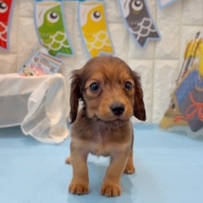 岡山県のミニチュアダックスフンド(ロング) (犬の家＆猫の里倉敷店/2026年2月21日生まれ/女の子/レッド)の子犬の2枚目の画像