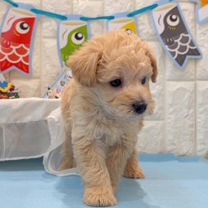 岡山県のハーフ犬・ミックス犬 (犬の家＆猫の里倉敷店/2026年2月21日生まれ/男の子/クリーム)の子犬の2枚目の画像