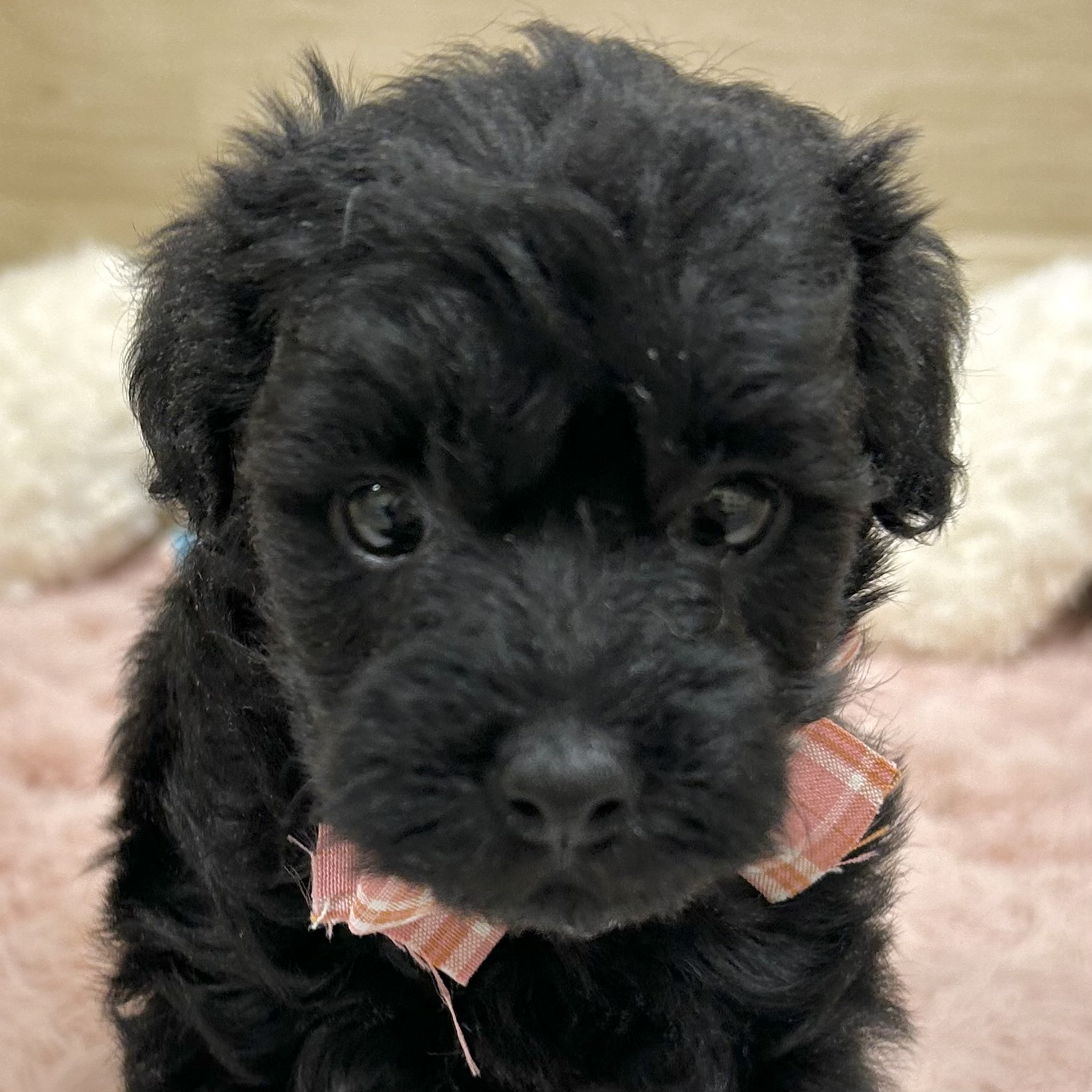 大阪府のハーフ犬・ミックス犬 (犬の家＆猫の里そよら東岸和田店/2026年2月21日生まれ/女の子/ブラック)の子犬の1枚目の画像