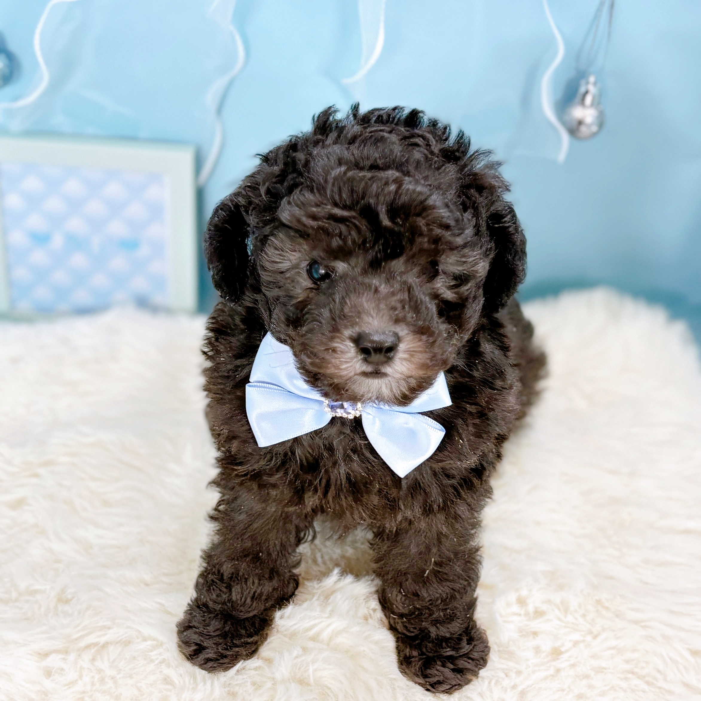福井県のトイプードル(トイ) (犬の家＆猫の里アミーゴ福井大和田店/2026年2月22日生まれ/男の子/グレー)の子犬の1枚目の画像