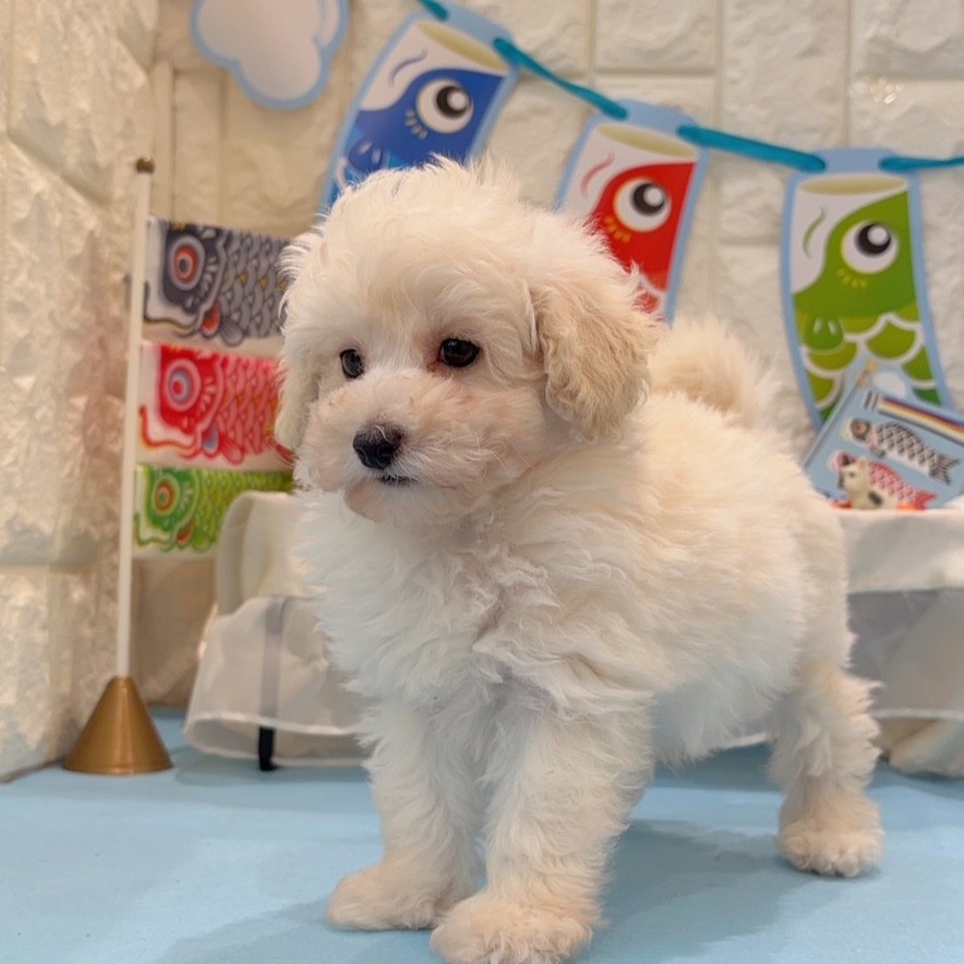 岡山県のトイプードル(トイ) (犬の家＆猫の里倉敷店/2026年2月22日生まれ/男の子/ペールフォーン)の子犬の2枚目の画像