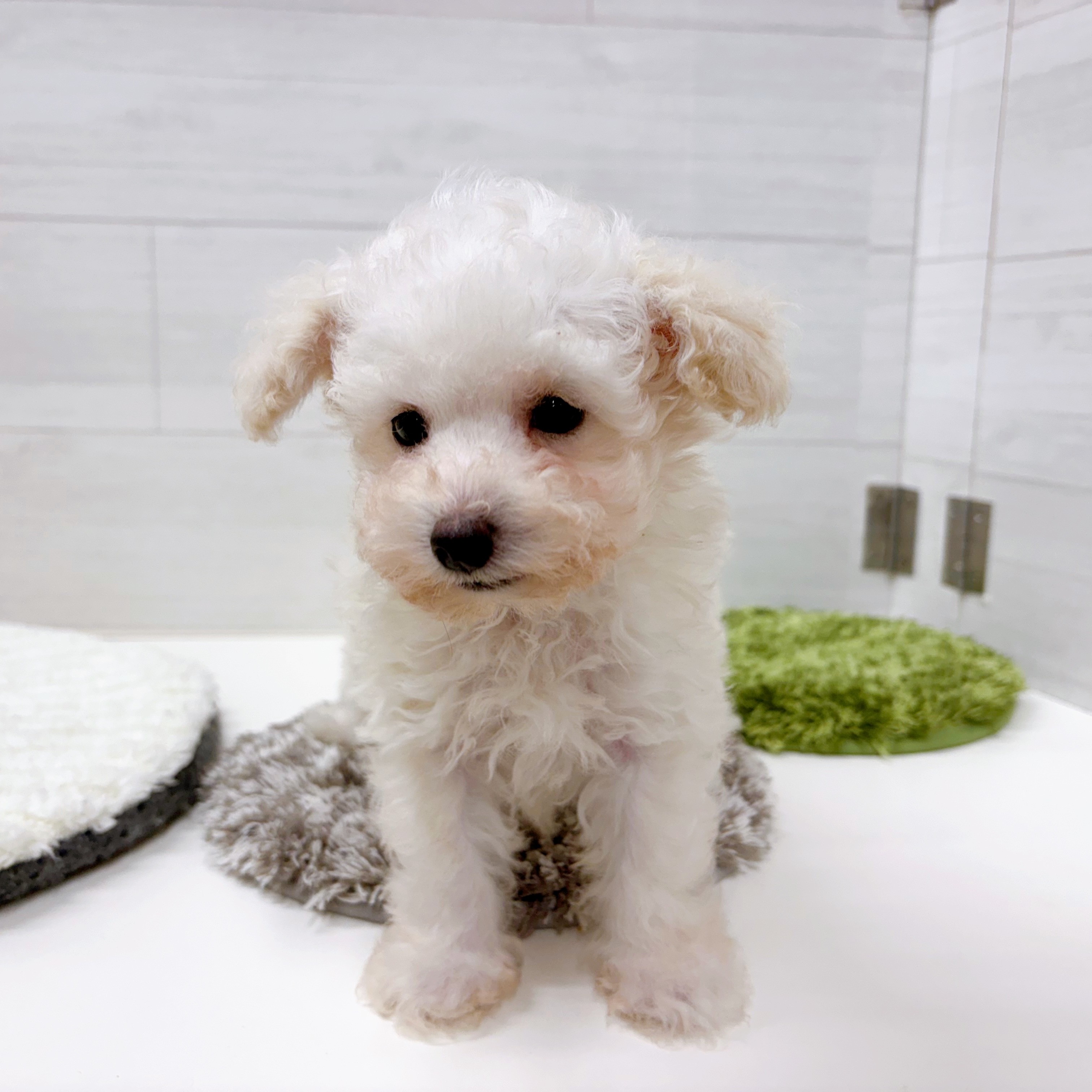 石川県のトイプードル(トイ) (犬の家＆猫の里アミーゴ金沢おこばた店/2026年2月22日生まれ/男の子/ペールフォーン)の子犬の2枚目の画像