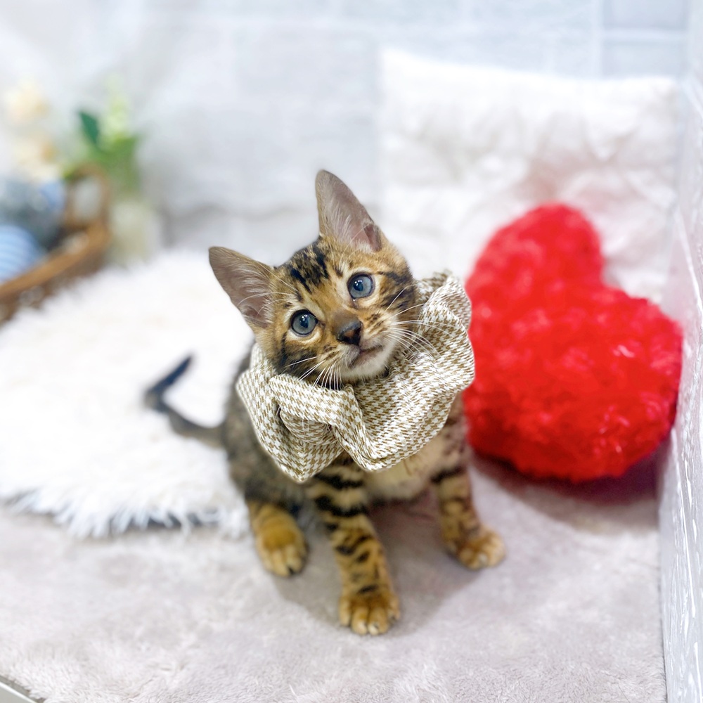 滋賀県のベンガル (犬の家＆猫の里長浜店/2026年2月16日生まれ/男の子/ブラウンスポットタビー)の子猫の1枚目の画像