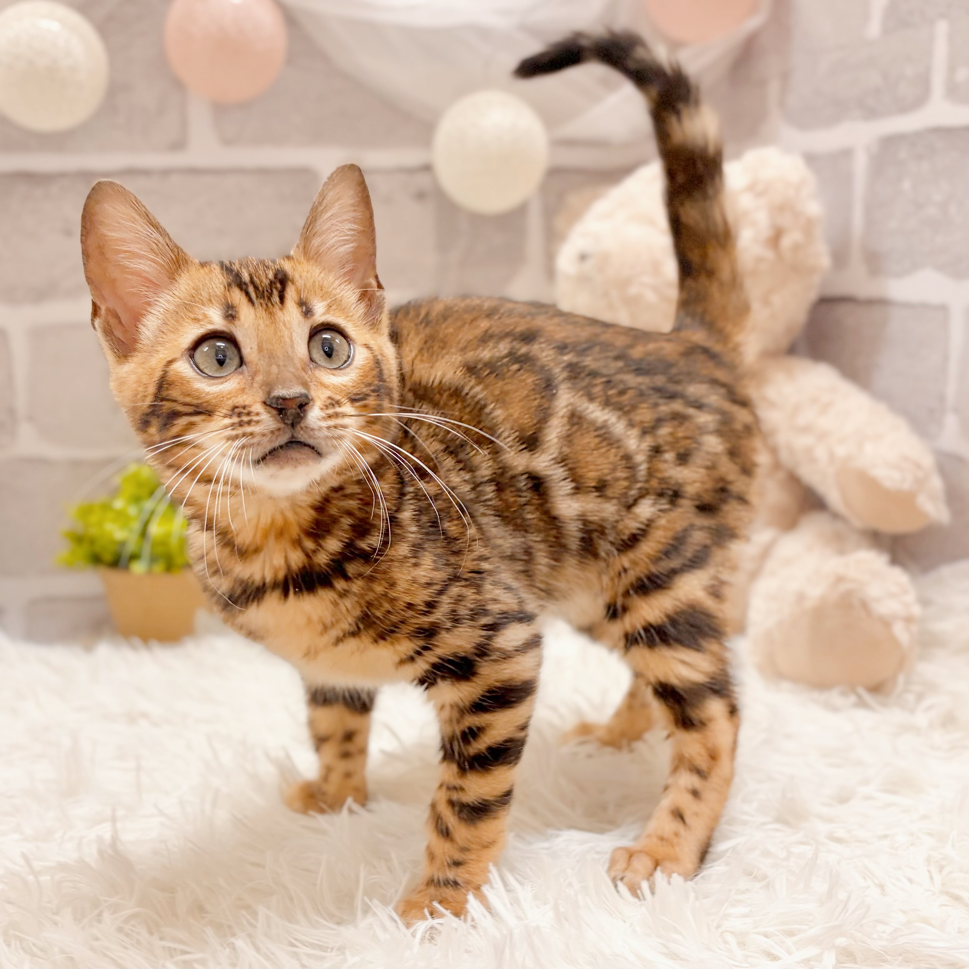 兵庫県のベンガル (犬の家＆猫の里神戸店/2026年2月16日生まれ/女の子/ブラウンスポットタビー)の子猫の2枚目の画像