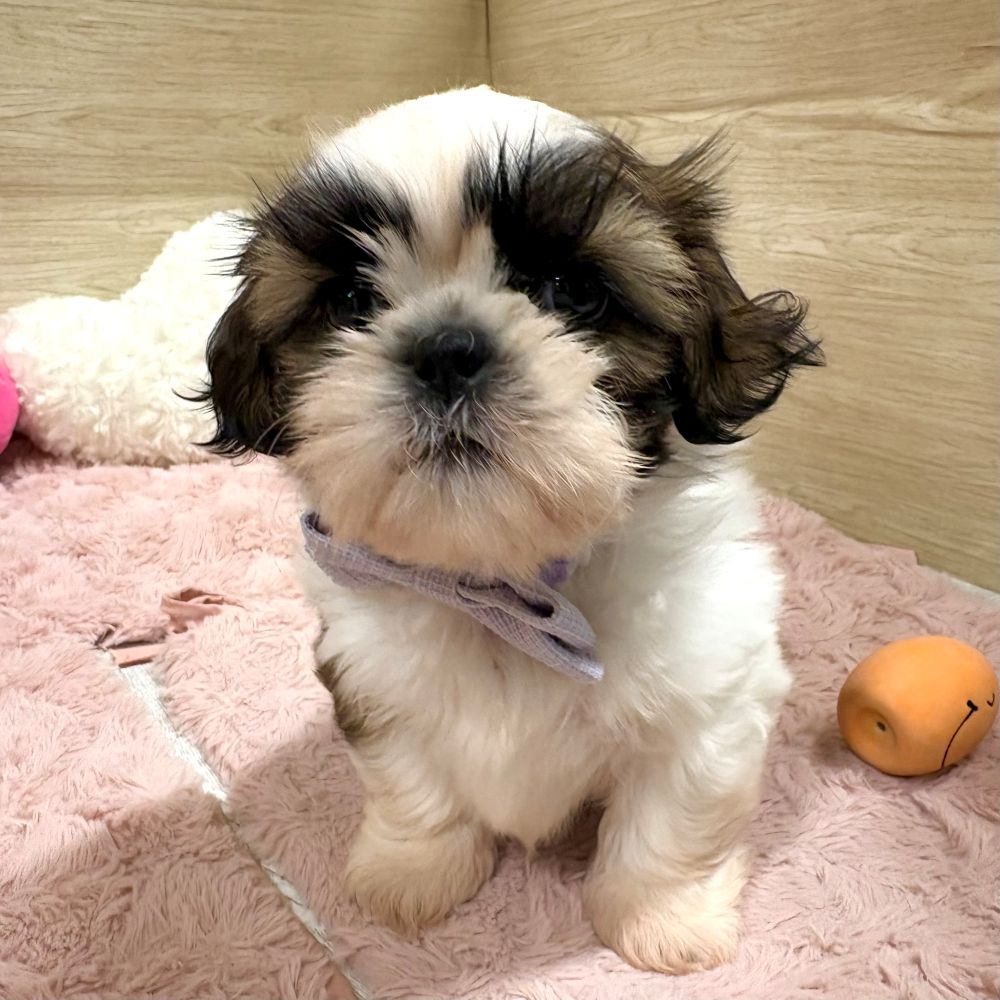 大阪府のシーズー (犬の家＆猫の里そよら東岸和田店/2026年2月21日生まれ/女の子/ゴールドホワイト)の子犬の2枚目の画像