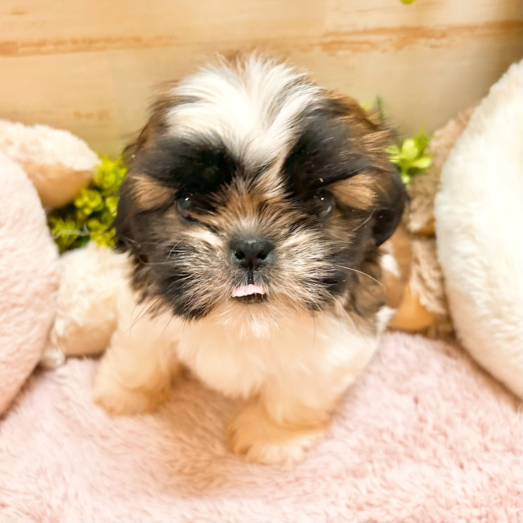 兵庫県のシーズー (犬の家＆猫の里神戸店/2026年2月21日生まれ/女の子/ゴールドホワイト)の子犬の1枚目の画像