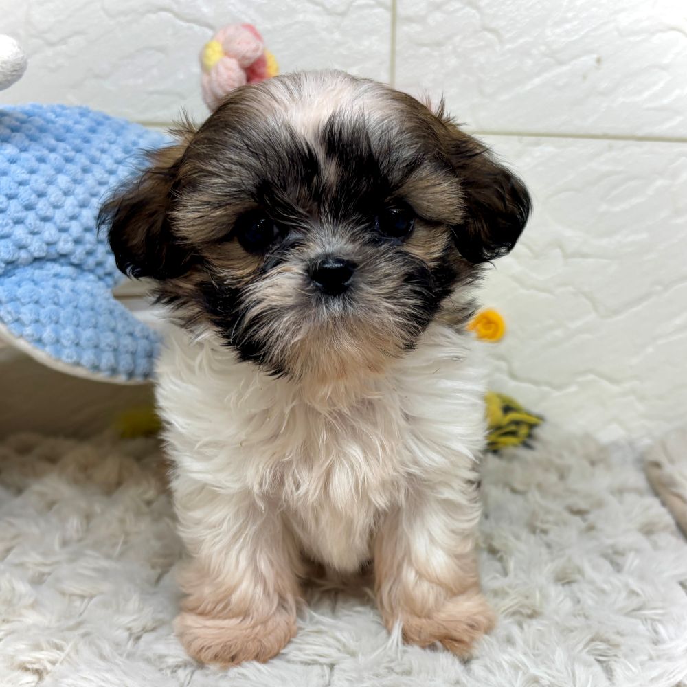 兵庫県のシーズー (犬の家＆猫の里ゆめタウン姫路店/2026年2月21日生まれ/女の子/ゴールドホワイト)の子犬の2枚目の画像