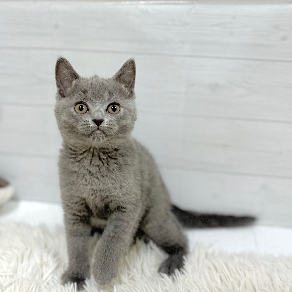 愛知県のブリティッシュショートヘアー (犬の家＆猫の里豊田店/2026年2月19日生まれ/女の子/ブルー)の子猫の2枚目の画像