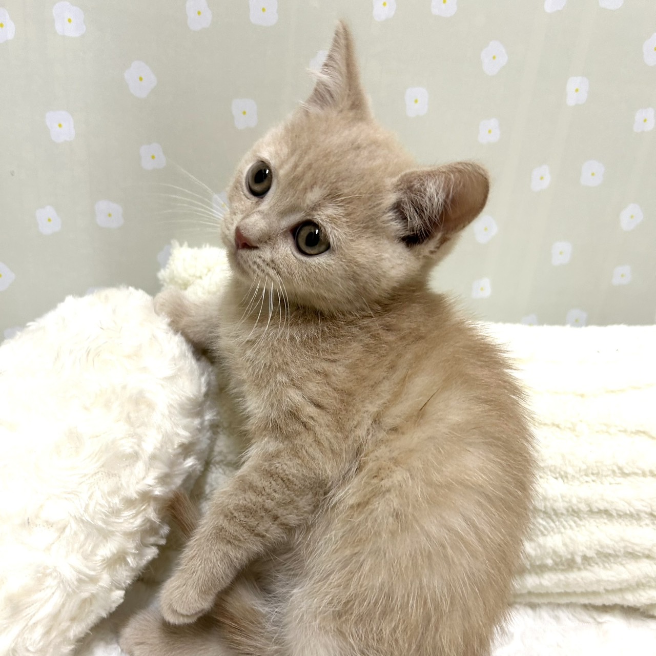 愛知県のブリティッシュショートヘアー (犬の家＆猫の里安城店/2026年2月19日生まれ/男の子/クリーム)の子猫の2枚目の画像