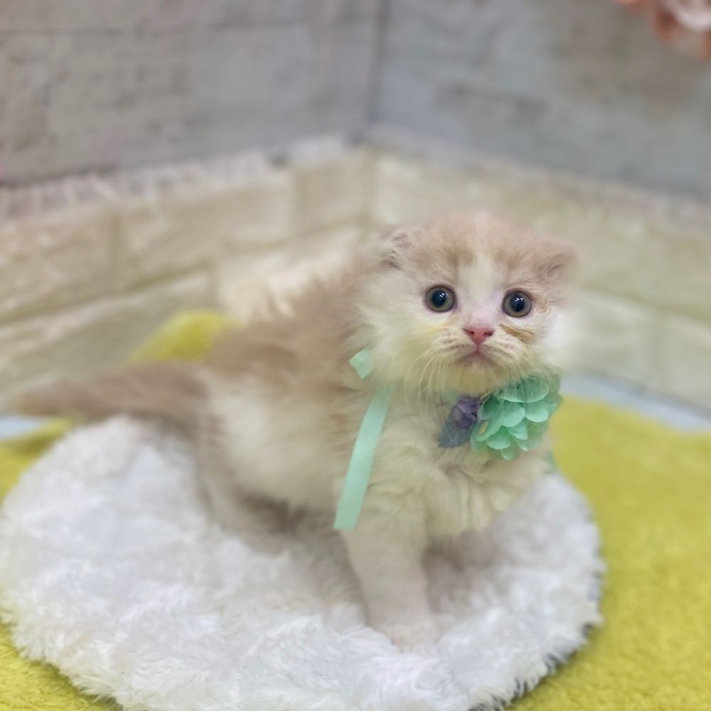 静岡県のスコティッシュフォールド (犬の家＆猫の里プレ葉ウォーク浜北店/2026年2月12日生まれ/男の子/クリームタビーホワイト)の子猫の2枚目の画像