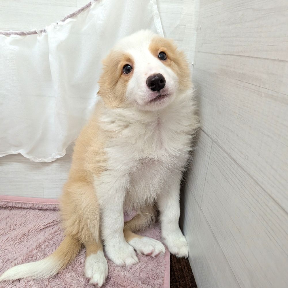 愛知県のボーダーコリー (犬の家＆猫の里碧南店/2026年2月19日生まれ/男の子/レッドホワイト)の子犬の2枚目の画像