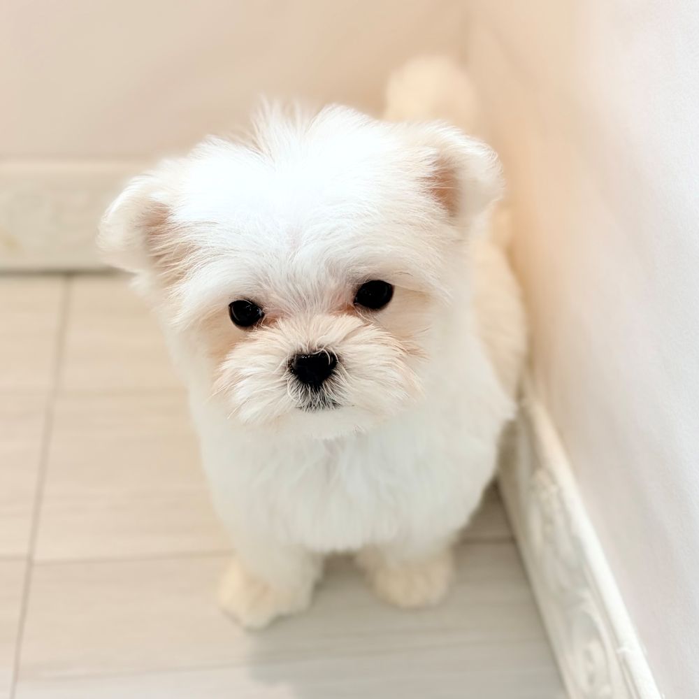 愛知県のマルチーズ (犬の家＆猫の里春日井本店/2026年2月21日生まれ/男の子/ホワイト)の子犬の2枚目の画像