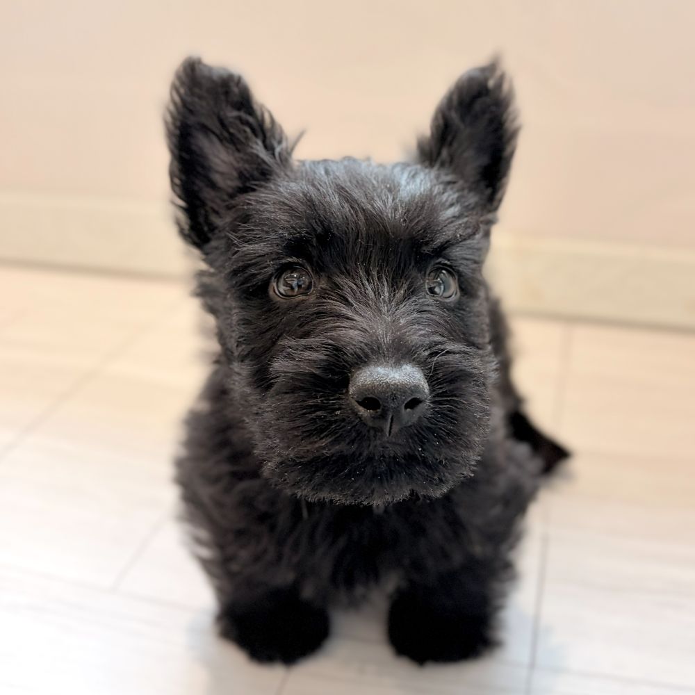 兵庫県のスコティッシュテリア (犬の家＆猫の里川西店/2026年2月21日生まれ/男の子/ブラック)の子犬の2枚目の画像