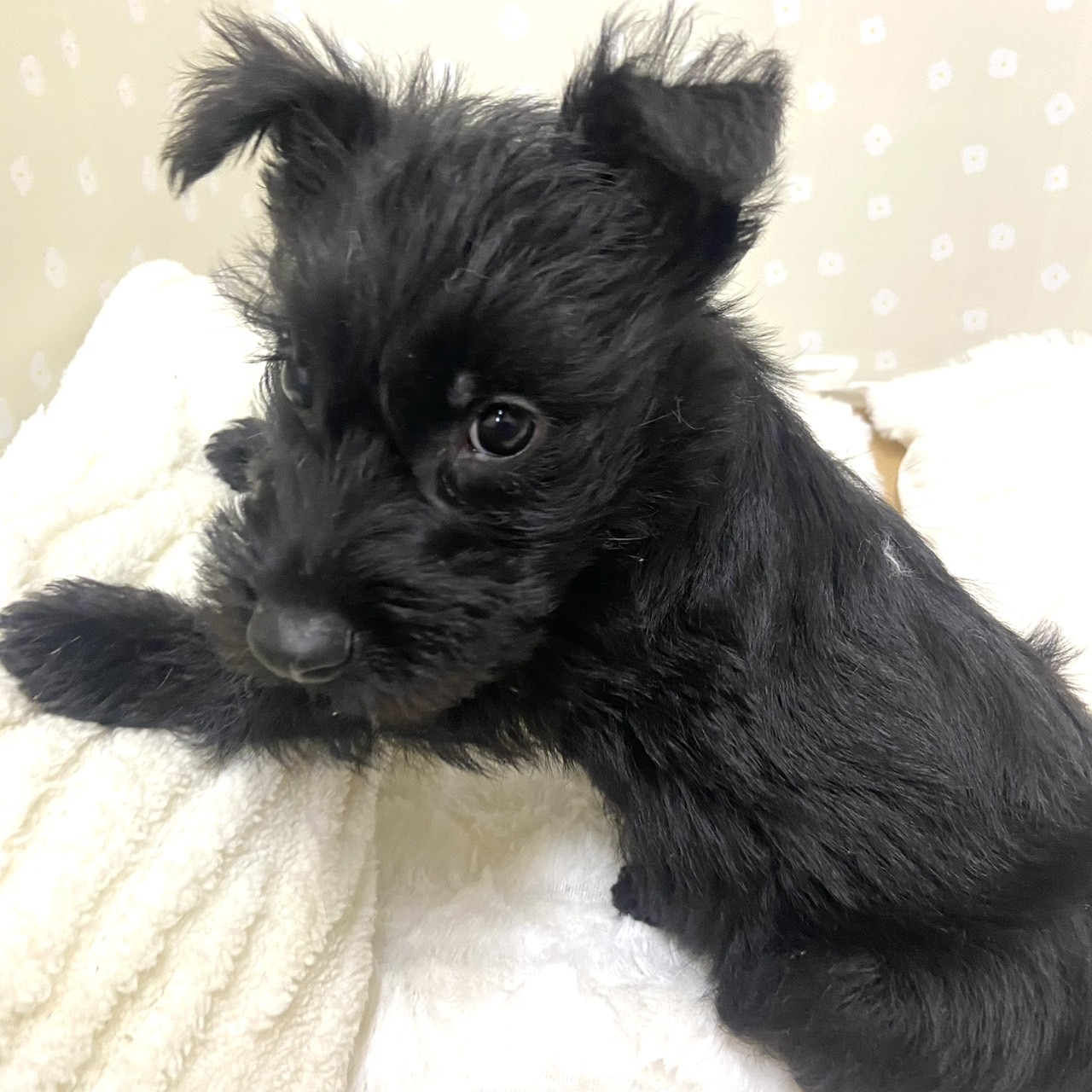 愛知県のスコティッシュテリア (犬の家＆猫の里安城店/2026年2月21日生まれ/男の子/ブラック)の子犬の2枚目の画像
