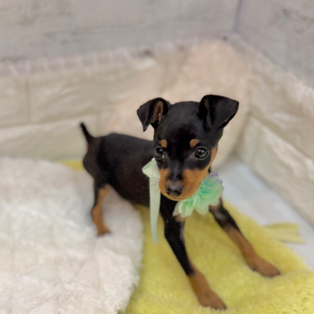 静岡県のミニチュアピンシャー (犬の家＆猫の里プレ葉ウォーク浜北店/2026年2月18日生まれ/男の子/ブラックタン)の子犬の2枚目の画像