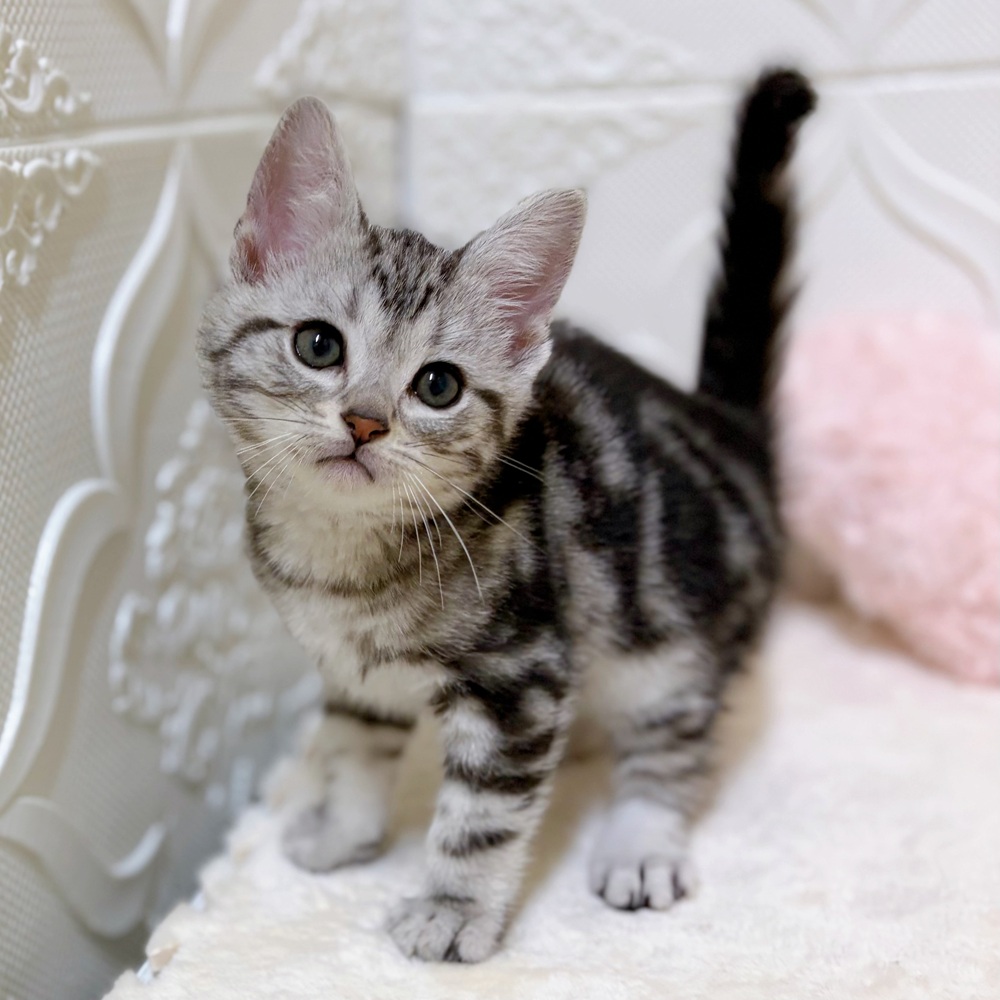 愛知県のアメリカンショートヘアー (犬の家＆猫の里岡崎店/2026年2月22日生まれ/男の子/シルバータビー)の子猫の2枚目の画像