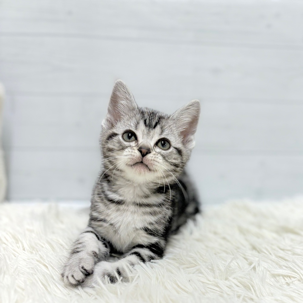 愛知県のアメリカンショートヘアー (犬の家＆猫の里豊田店/2026年2月22日生まれ/男の子/シルバータビー)の子猫の2枚目の画像