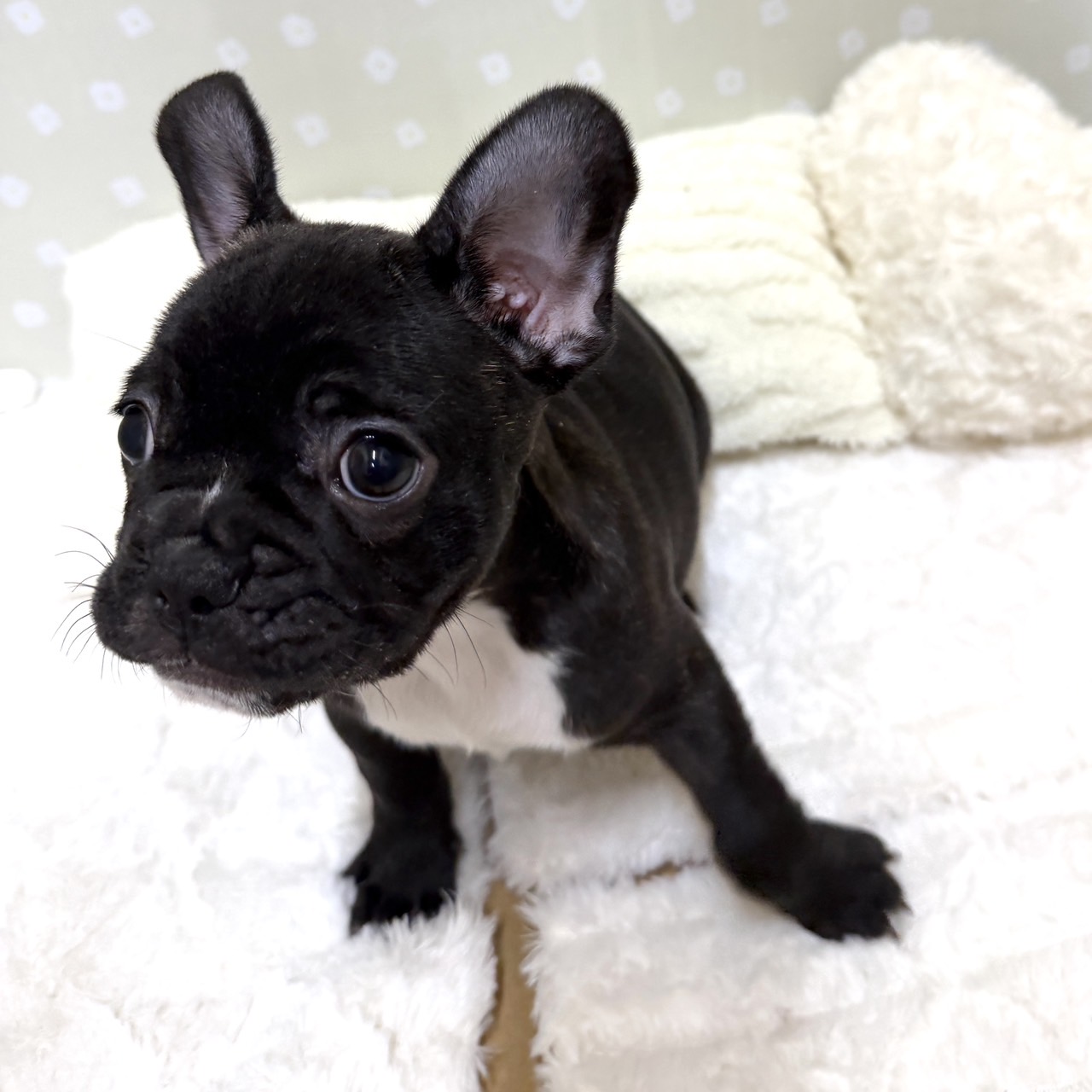 愛知県のフレンチブルドッグ (犬の家＆猫の里安城店/2026年2月22日生まれ/女の子/ブリンドル)の子犬の2枚目の画像