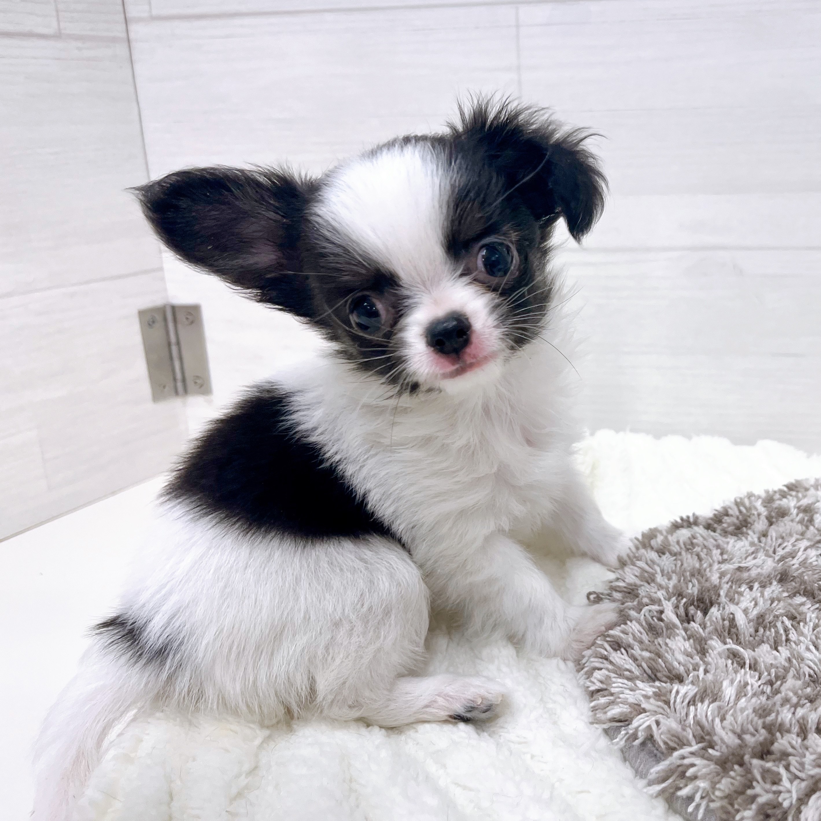 石川県のチワワ(ロング) (犬の家＆猫の里アミーゴ金沢おこばた店/2026年2月22日生まれ/男の子/ホワイトブラック)の子犬の2枚目の画像