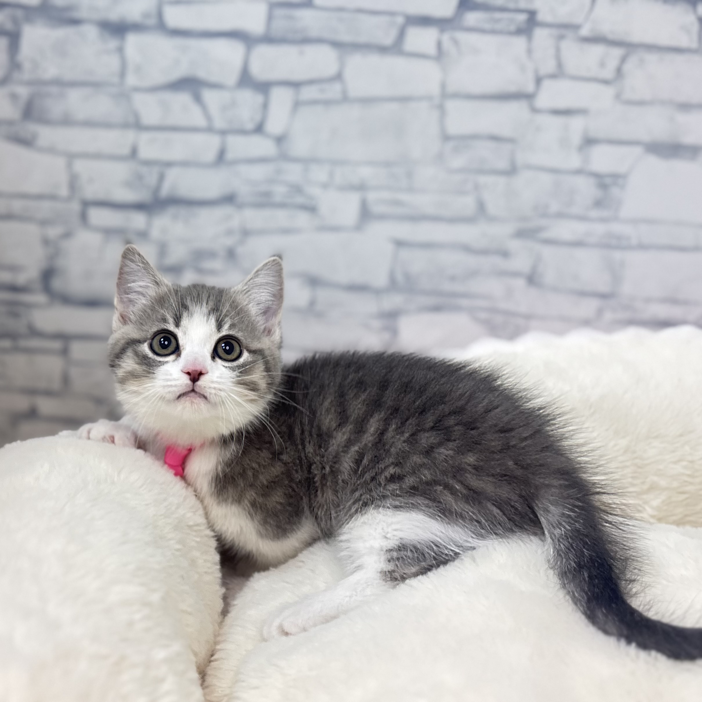 長野県のマンチカン (犬の家＆猫の里長野店/2026年2月17日生まれ/女の子/ブルーホワイト)の子猫の2枚目の画像