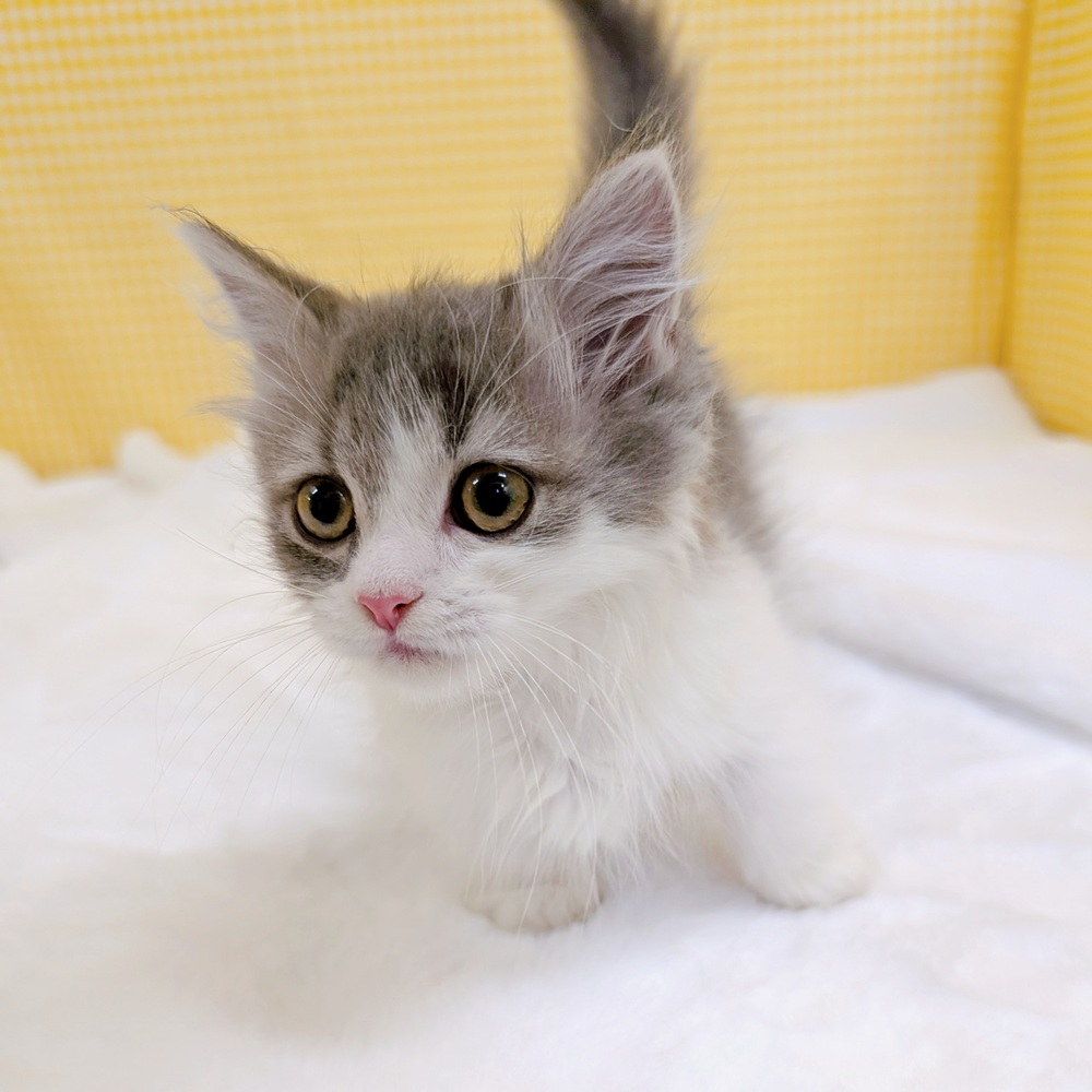 愛知県のマンチカン (犬の家＆猫の里一宮店/2026年2月3日生まれ/男の子/ブルータビーホワイト)の子猫の2枚目の画像