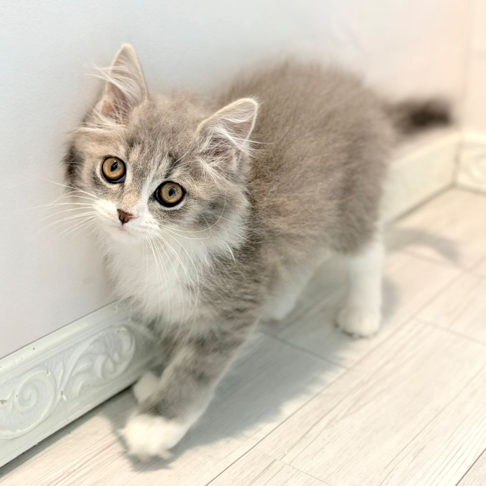 愛知県のマンチカン (犬の家＆猫の里春日井本店/2026年2月3日生まれ/女の子/ブルータビーホワイト)の子猫の2枚目の画像