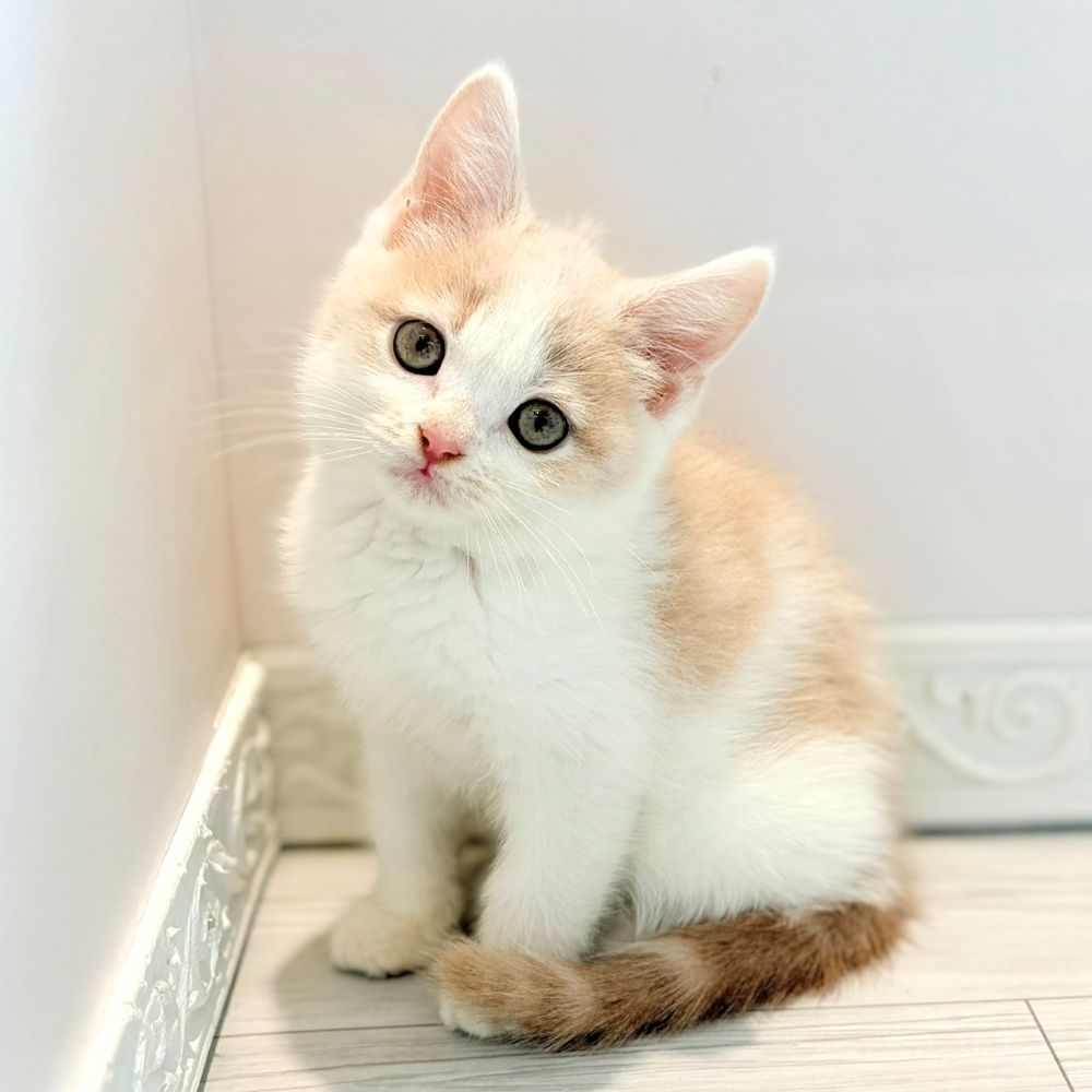 愛知県のスコティッシュストレート (犬の家＆猫の里春日井本店/2026年2月12日生まれ/男の子/クリームホワイト)の子猫の2枚目の画像