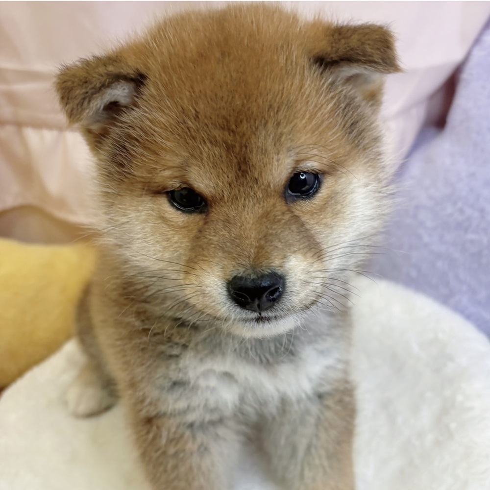 静岡県の柴犬(標準サイズ) (犬の家＆猫の里マークイズ静岡店/2026年2月20日生まれ/男の子/赤)の子犬の1枚目の画像