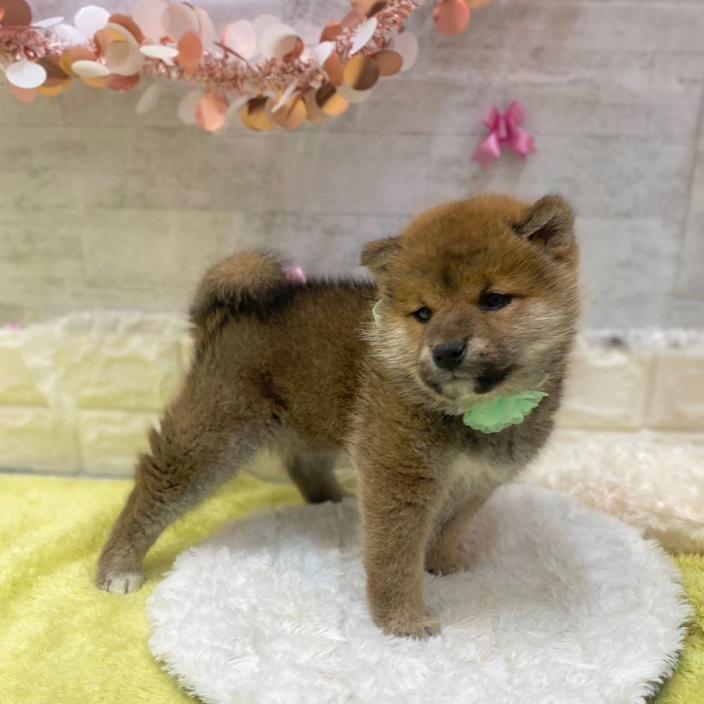 静岡県の柴犬(標準サイズ) (犬の家＆猫の里プレ葉ウォーク浜北店/2026年2月20日生まれ/男の子/赤)の子犬の2枚目の画像