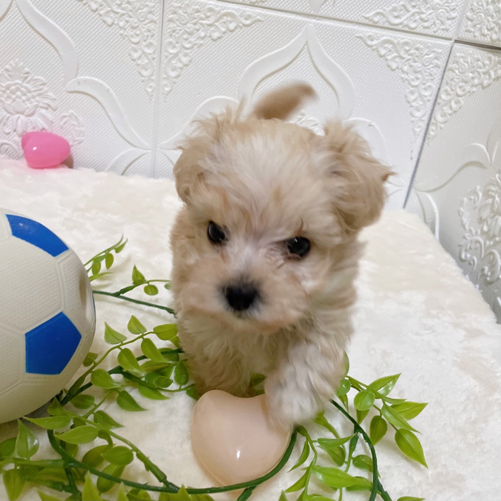 愛知県のマルプー(マルチーズ×プードル) (犬の家＆猫の里岡崎店/2026年2月23日生まれ/男の子/クリーム)の子犬の2枚目の画像