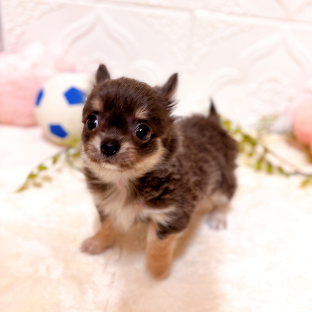 愛知県のチワワ(ロング) (犬の家＆猫の里岡崎店/2026年2月24日生まれ/女の子/ブルータンホワイト)の子犬の2枚目の画像