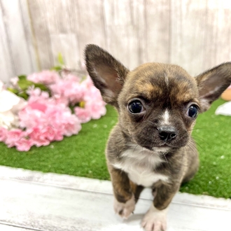 神奈川県のハーフ犬・ミックス犬 (犬の家＆猫の里小田原店/2026年2月24日生まれ/女の子/ブリンドルホワイト)の子犬の1枚目の画像