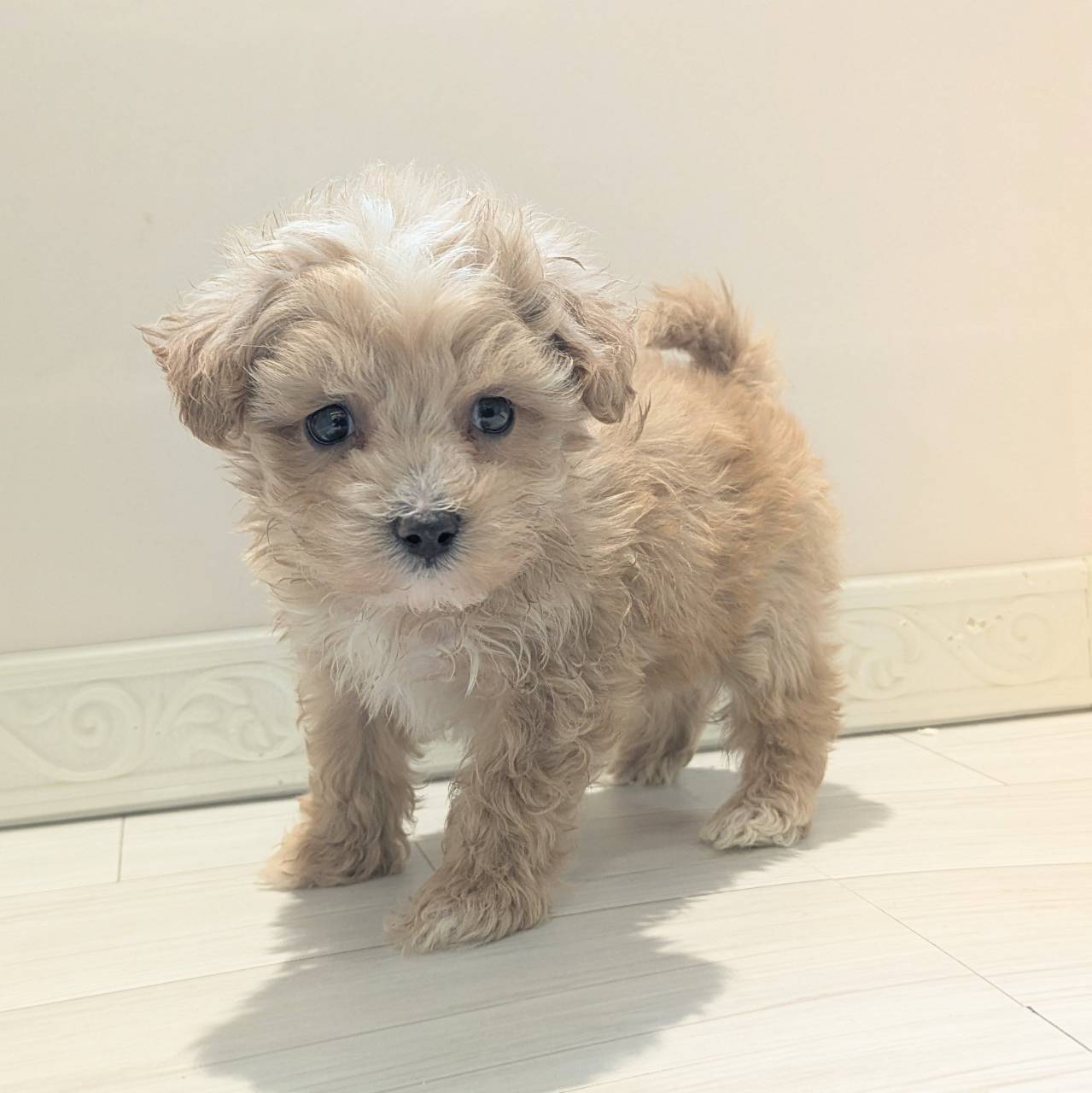 ハーフ犬男の子の写真