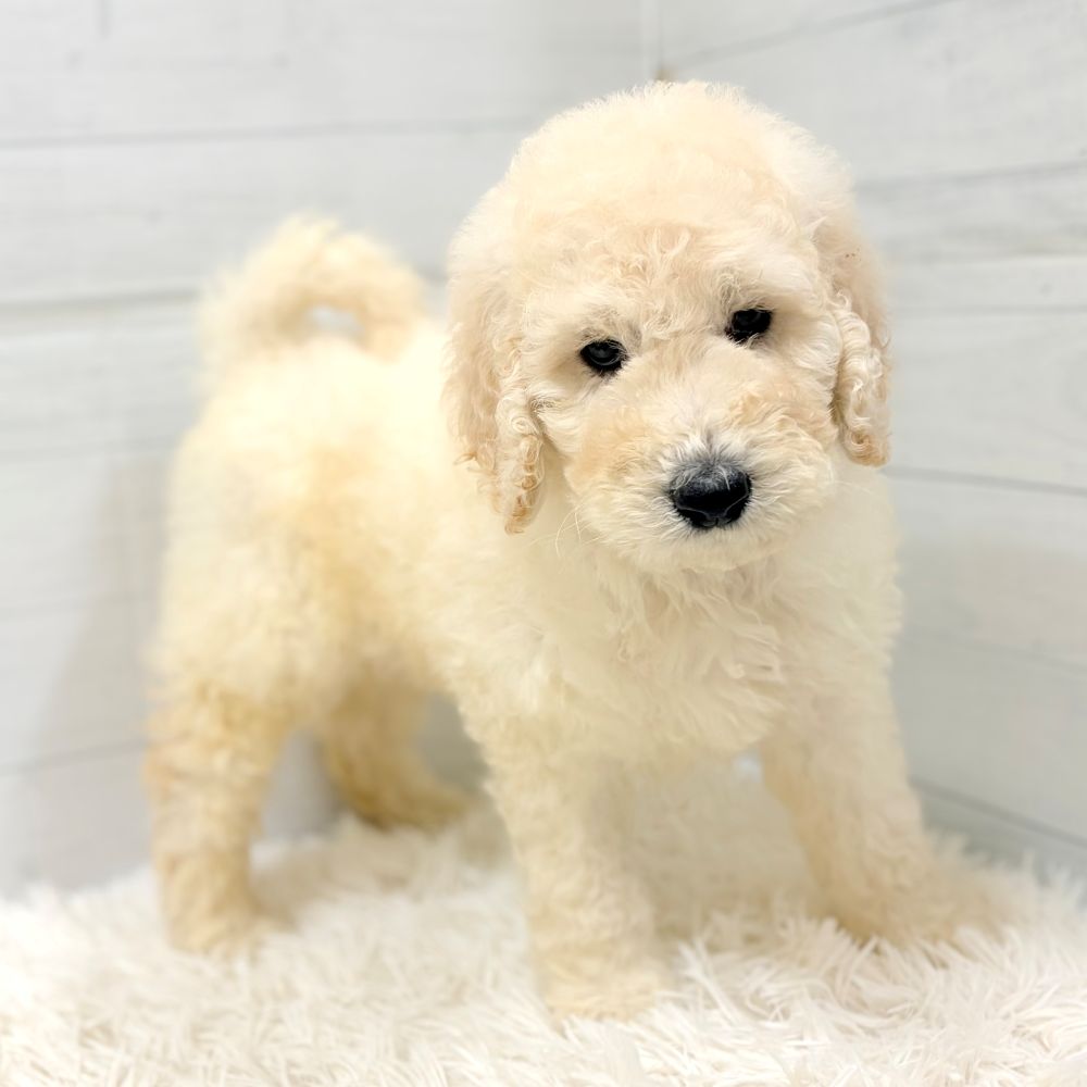 愛知県のスタンダードプードル (犬の家＆猫の里豊田店/2026年2月24日生まれ/男の子/クリーム)の子犬の2枚目の画像