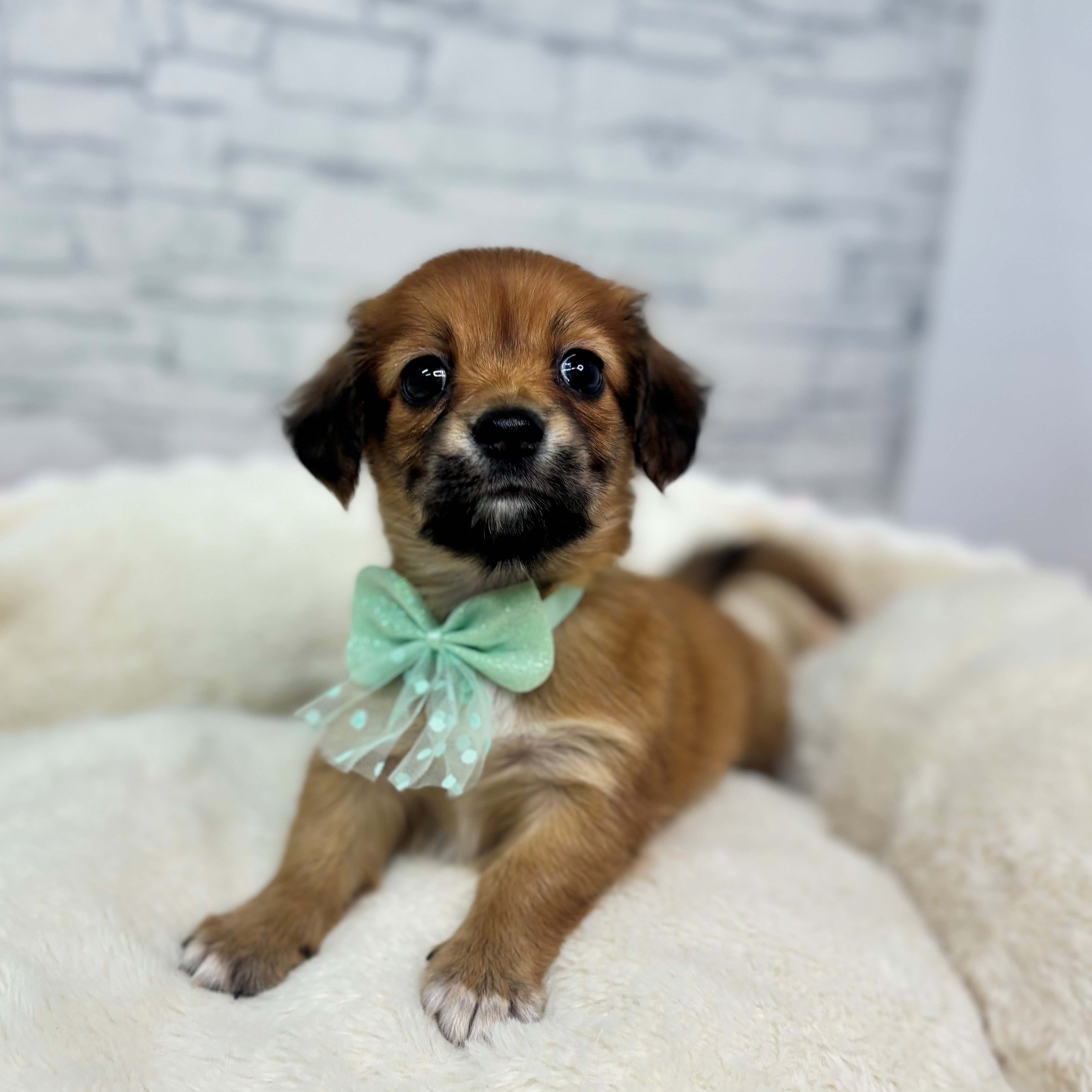 長野県のチワックス(チワワ×ダックス) (犬の家＆猫の里長野店/2026年2月24日生まれ/男の子/レッド)の子犬の2枚目の画像