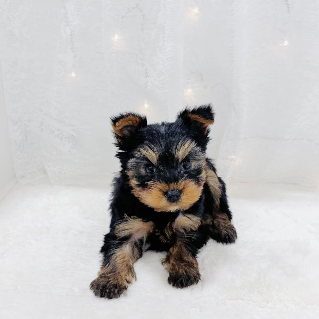 千葉県のヨークシャーテリア (犬の家＆猫の里BIGHOPガーデンモール印西店/2026年2月23日生まれ/男の子/スチールブルータン)の子犬の2枚目の画像
