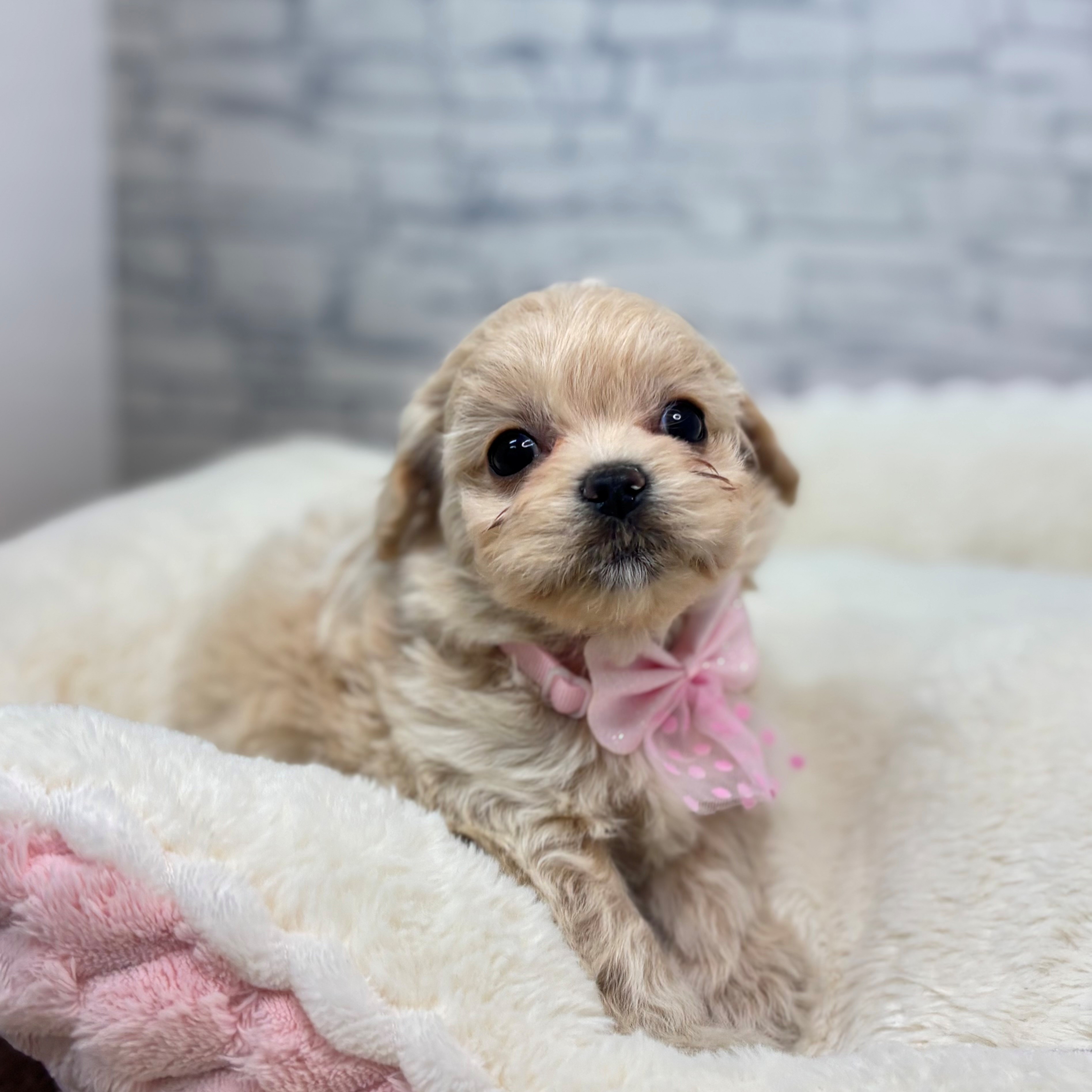 長野県のチワプー/プーチー(チワワ×プードル) (犬の家＆猫の里長野店/2026年2月24日生まれ/女の子/アプリコット)の子犬の2枚目の画像