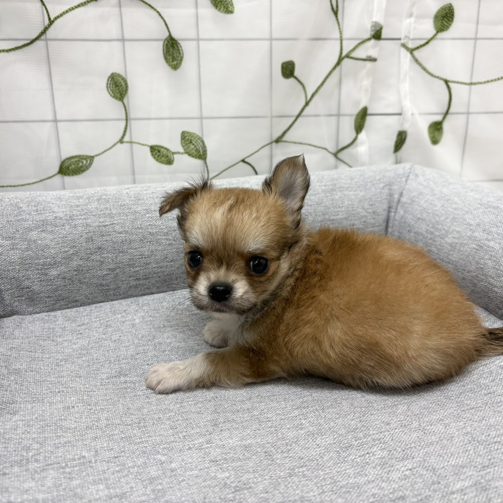 長野県のチワワ(ロング) (犬の家＆猫の里塩尻店/2026年2月21日生まれ/男の子/レッドホワイト)の子犬の2枚目の画像