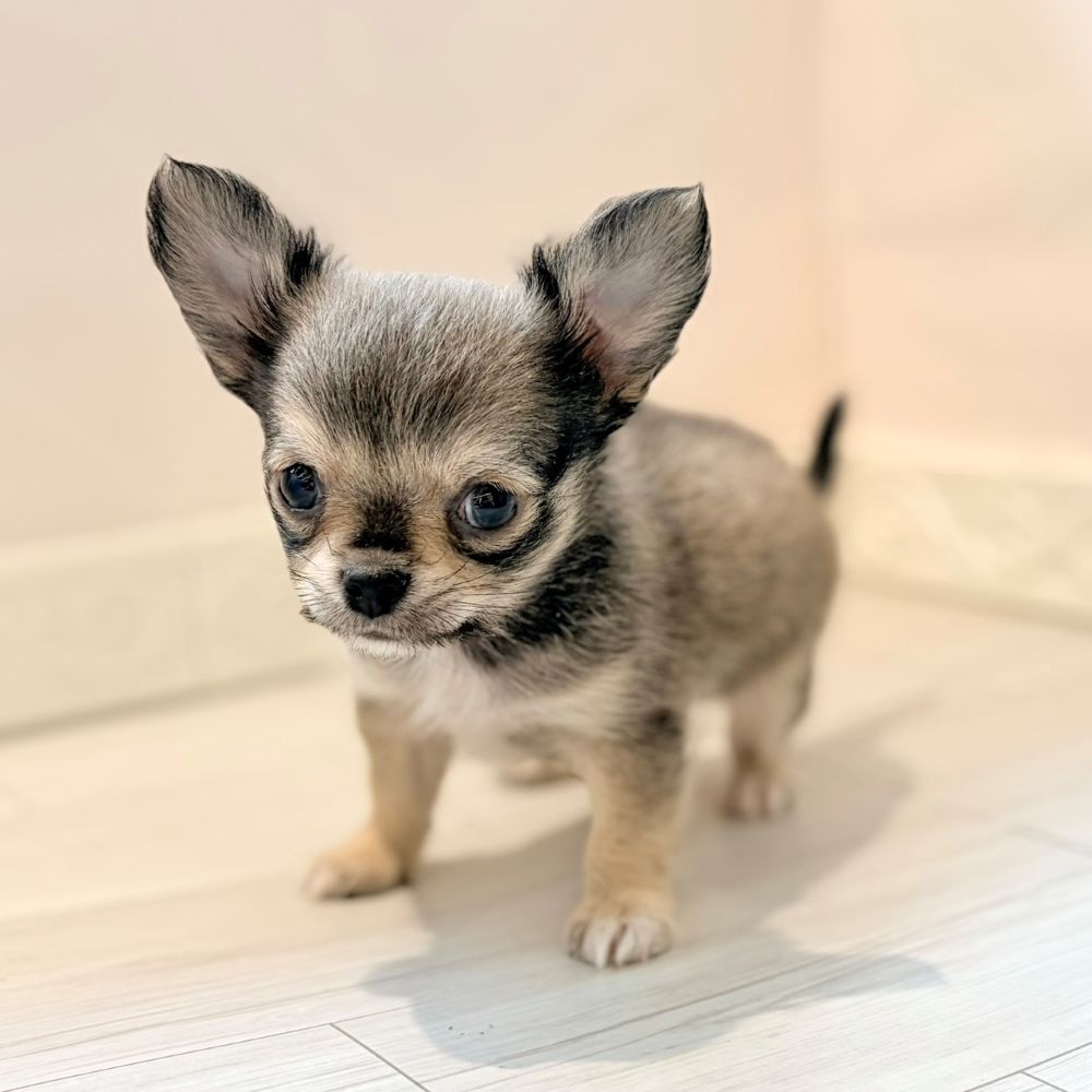 愛知県のチワワ(ロング) (犬の家＆猫の里春日井本店/2026年2月19日生まれ/男の子/セーブルホワイト)の子犬の2枚目の画像