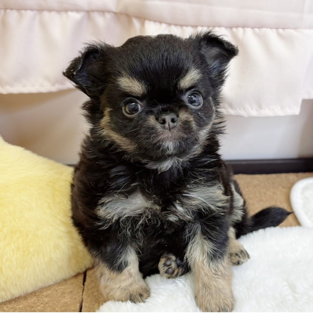 静岡県のチワワ(ロング) (犬の家＆猫の里マークイズ静岡店/2026年2月21日生まれ/女の子/ブラックタン)の子犬の1枚目の画像