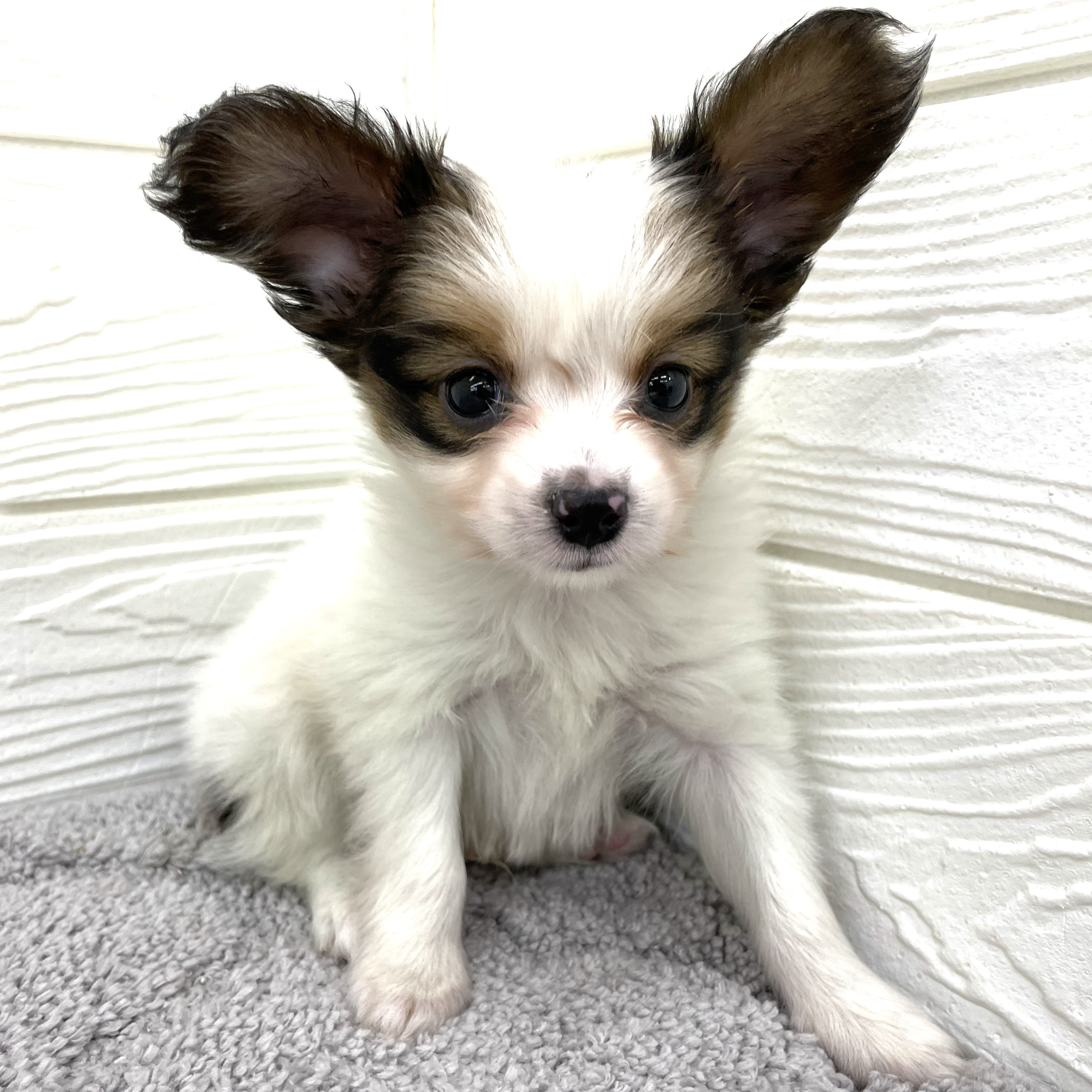 愛知県のパピヨン (犬の家＆猫の里七宝店/2026年2月23日生まれ/男の子/ホワイトブラウン)の子犬の2枚目の画像