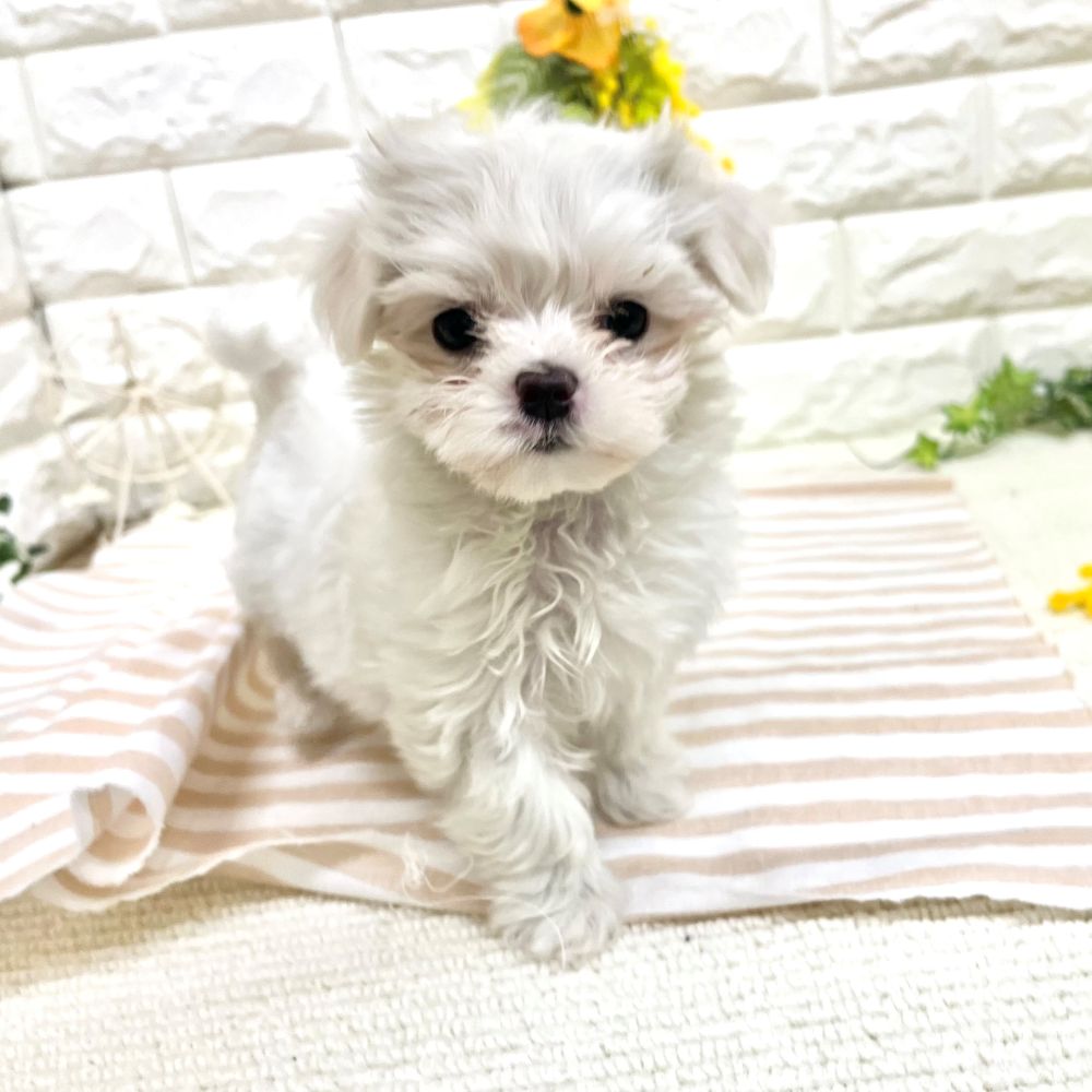 静岡県のマルチーズ (犬の家＆猫の里藤枝店/2026年2月21日生まれ/女の子/ホワイト)の子犬の1枚目の画像